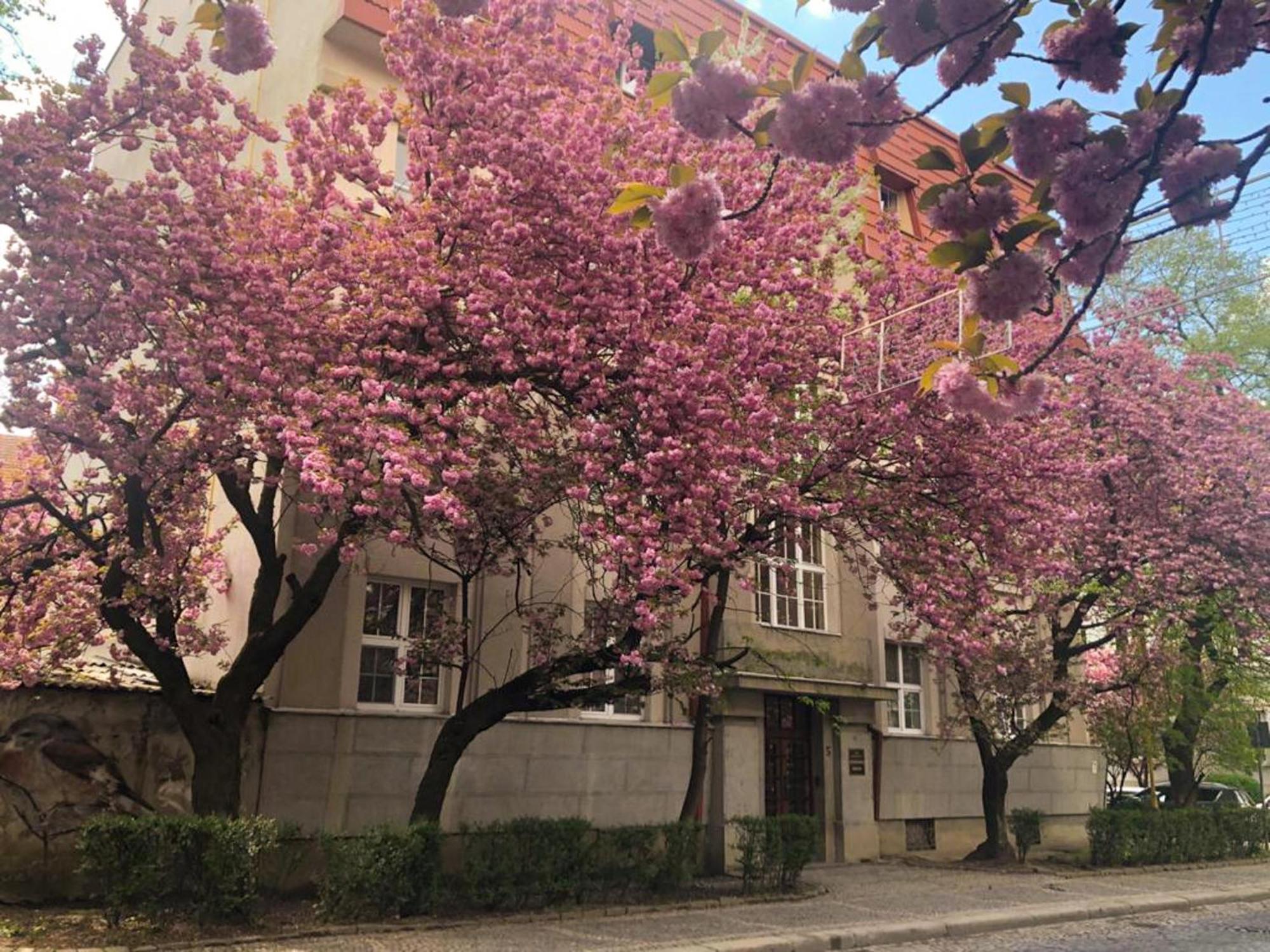 Апарт-Отель "Галаговъ" Uzhhorod Exterior foto
